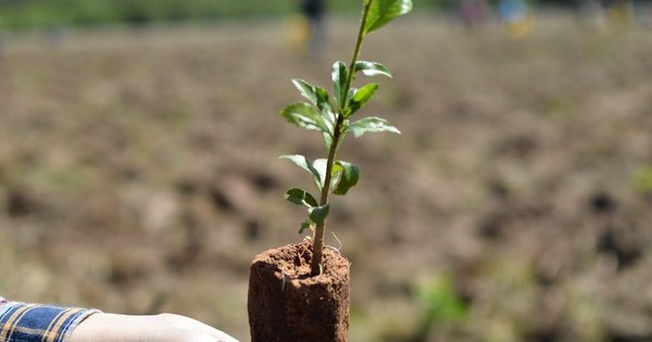 La Nación / A Todo Pulmón realiza una alianza estratégica para seguir plantando árboles
