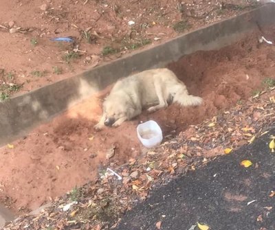 Crónica / Espera a su dueña que falleció por covid-19