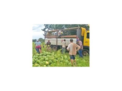 Agricultores producen sandías de excelente calidad en Loreto