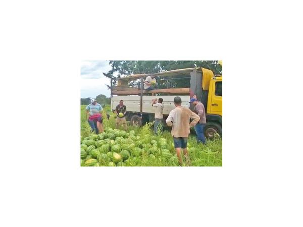 Agricultores producen sandías de excelente calidad en Loreto