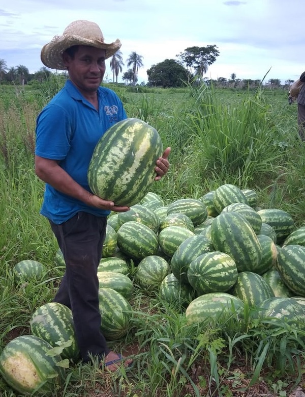 Agricultores producen sandías de excelente calidad en Loreto