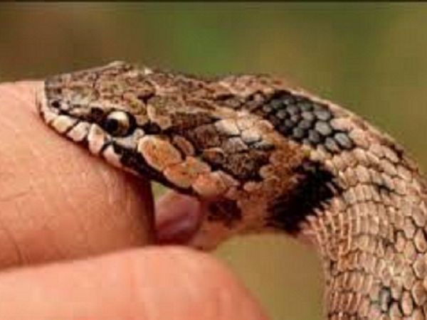 Doña muere a causa de una mordedura de serpiente