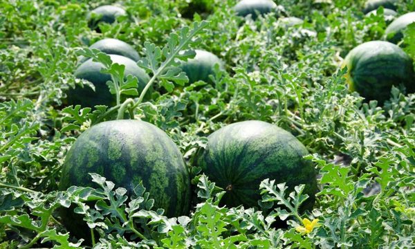 Agricultores producen sandías de excelente calidad en Loreto