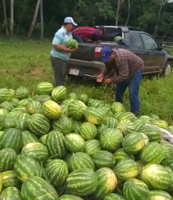 Loreto: Productores de sandía crecen en plena crisis | OnLivePy