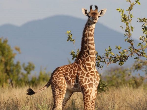 Científicos documentan dos primeras jirafas enanas en África