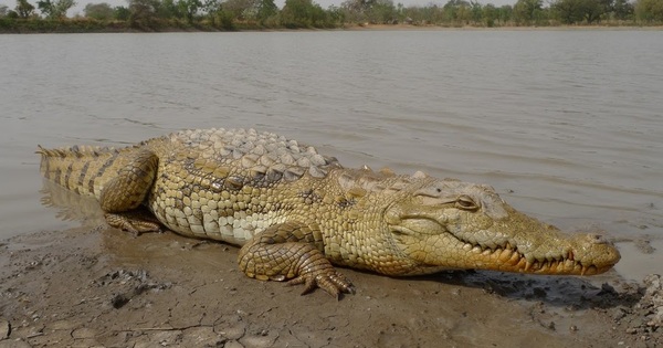 ¿Por qué los cocodrilos han cambiado tan poco desde la era de los dinosaurios? » Ñanduti