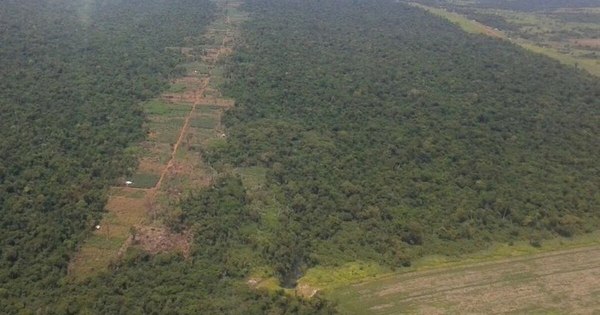 La Nación / Estudio de Infona comprueba deforestación en la estancia Pindó desde el 2012