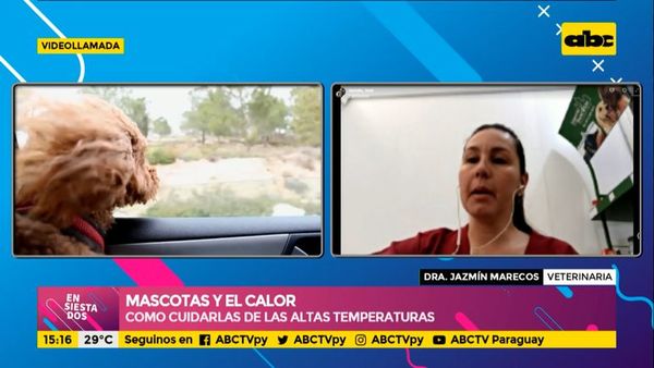 ¿Cómo cuidar a nuestras mascotas de las altas temperaturas? - Ensiestados - ABC Color