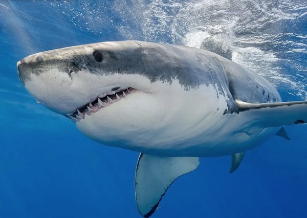 Nueva Zelanda: Un tiburón blanco mata a una joven de 19 años » Ñanduti