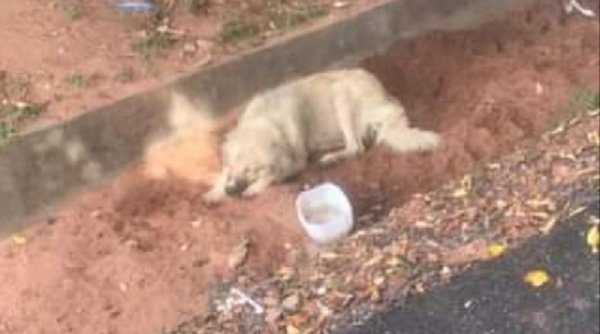 Lambaré: Perro acompañó a su dueña al hospital hasta su muerte por covid-19 | Noticias Paraguay