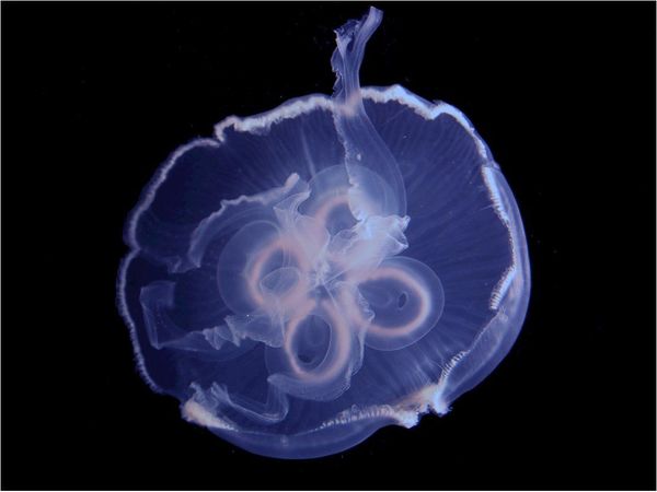 La clave de la velocidad de medusas que podrá usarse en vehículos