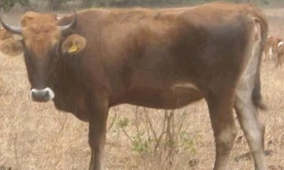 Recuperan animal vacuno hurtado en Caaguazú