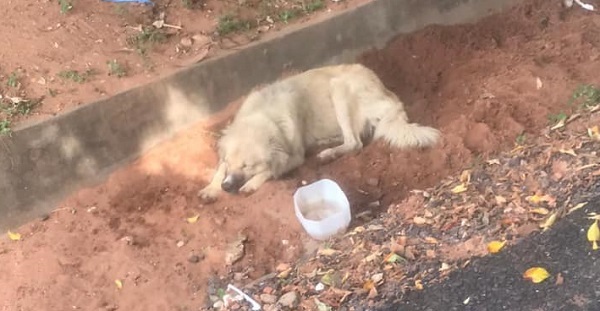 Perro que esperó a su dueña en terapia está en adopción