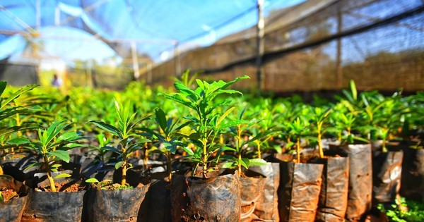 La Nación / Vivero de Itaipú produjo 1.359.304 plantines forestales, frutales nativas y exóticas en el 2020