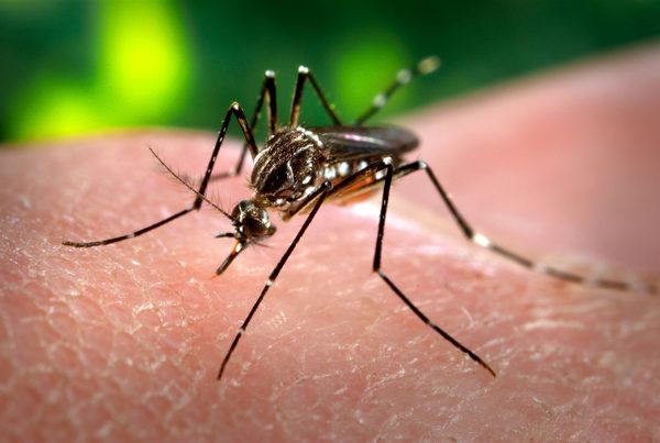 Salud registra casi 300 notificaciones de dengue semanalmente - Megacadena — Últimas Noticias de Paraguay