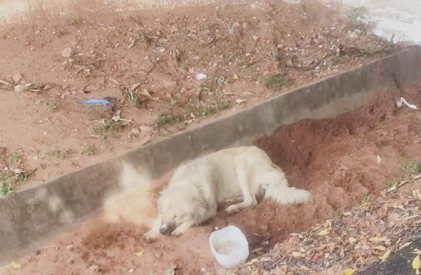 HOY / 'Benito' busca un nuevo hogar: Su dueña falleció a causa del COVID-19