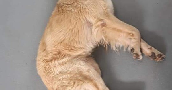 La Nación / Benito: el perro que esperó frente al hospital a su amo que falleció por COVID-19