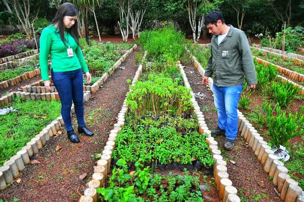 El año pasado Itaipú produjo más de un millón de plantines para reforestación  - ABC en el Este - ABC Color
