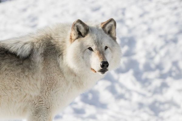 Los humanos que alimentaban a los lobos pudieron ayudar a su domesticación - Mascotas - ABC Color