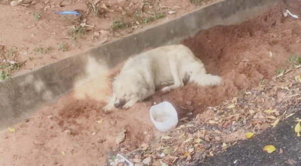 'Benito' busca un nuevo hogar: Su dueña falleció a causa del COVID-19 - Noticiero Paraguay