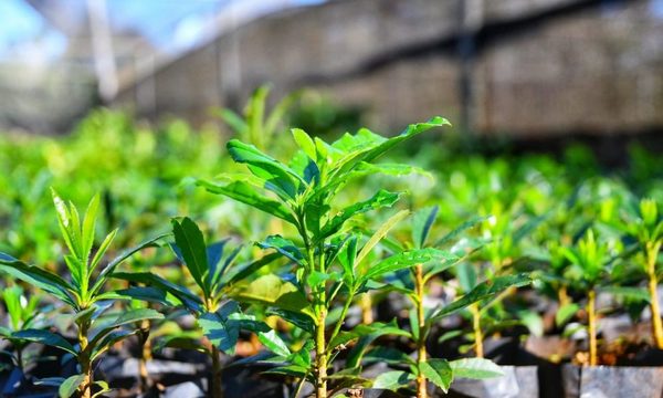 Vivero produjo más de 1.300.000 plantines forestales y frutales