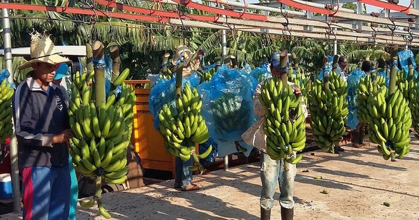 La Nación / Ingresos por exportaciones de banana superaron US$ 15,6 millones