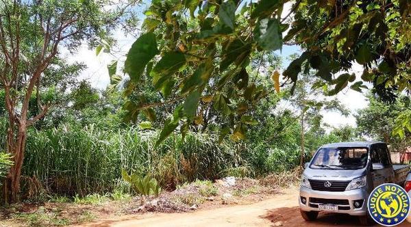 Criaderos detrás del Municipio de Luque •