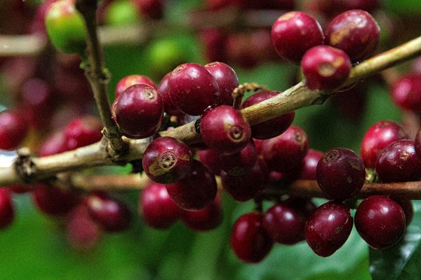 Exportaciones hondureñas de café bajan 47,1 % en 3 meses de cosecha 2020-2021 - MarketData