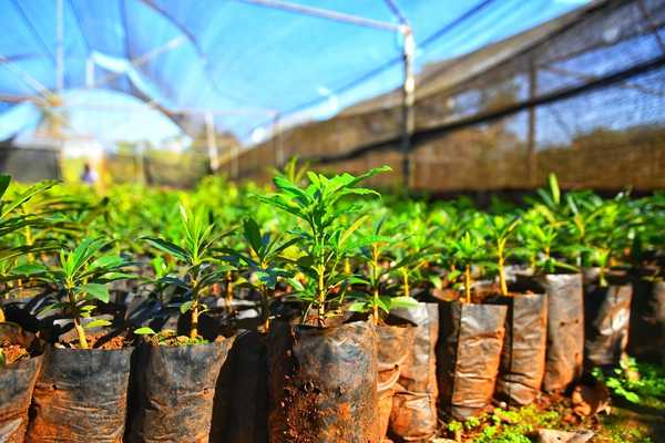 Vivero de Itaipu produjo más de 1.300.000 plantines forestales y frutales en el 2020 | .::Agencia IP::.