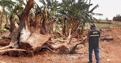 La Nación / Mades denunció ante la Fiscalía del Ambiente a dueños de Palmeira SA
