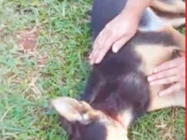 Con una bomba casera mató a perro de vecina