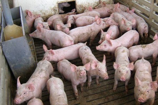 Vietnam trabaja para tener vacuna contra la fiebre porcina en 2021
