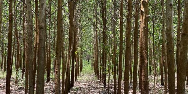A través de créditos del BNF buscan promover la reactivación del sector forestal