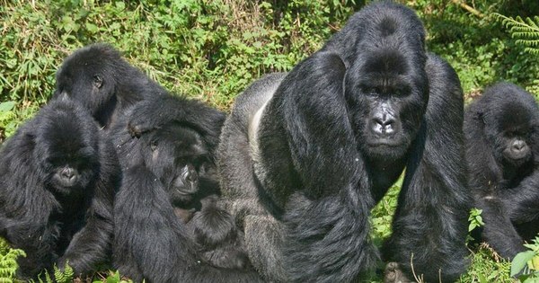 La Nación / Dos gorilas de zoológico en el oeste de EEUU dan positivo al COVID-19