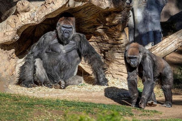 Gorilas del Zoológico de San Diego (EE. UU.) se enferman de covid-19 - Mascotas - ABC Color