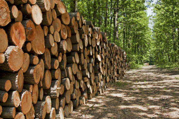 Créditos blandos para reactivación de la industria forestal