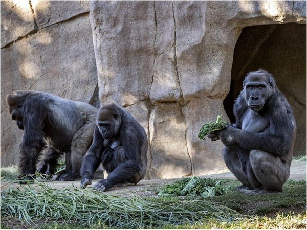 Gorilas del Zoológico de San Diego se enferman de Covid-19