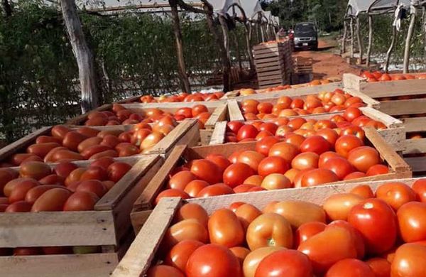 Productores frutihortícolas celebran permiso para importar tomates ante alta demanda - Nacionales - ABC Color