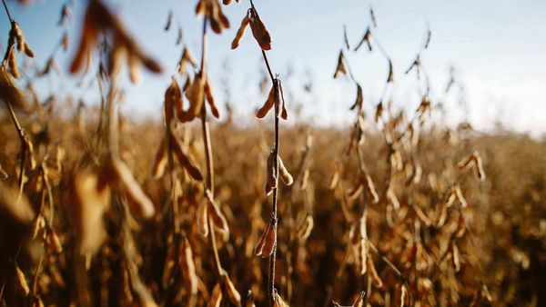 El país tendrá ingreso de 1.000 millones de dólares más, si precios de la soja siguen altos