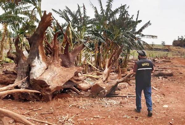 Ganadera Palmeira SA maniobra para no pagar multa y reparar daño en deforestación de 600 Ha - ADN Digital