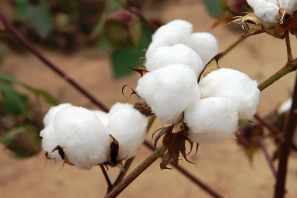 Paraguay contará con estación meteorológica en San Joaquín en apoyo a productores de algodón | .::Agencia IP::.