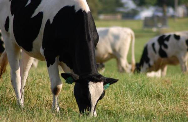 Recuperan tres vacas robadas en R.I 3 Corrales – Prensa 5