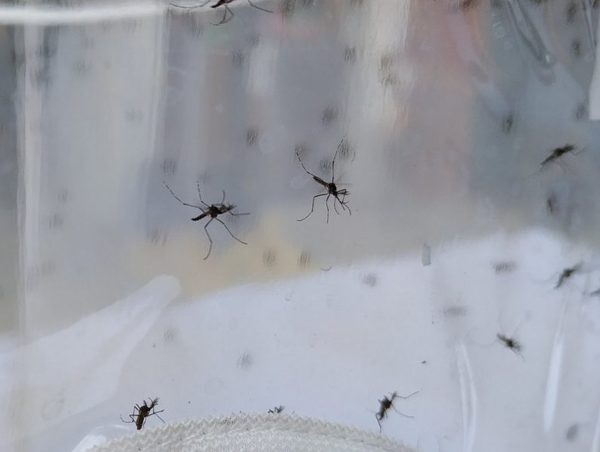 Instituciones trabajan en conjunto para combatir al dengue