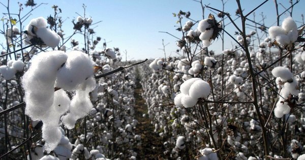 La Nación / Instalarán estación meteorológica para ayudar al agro en Caaguazú