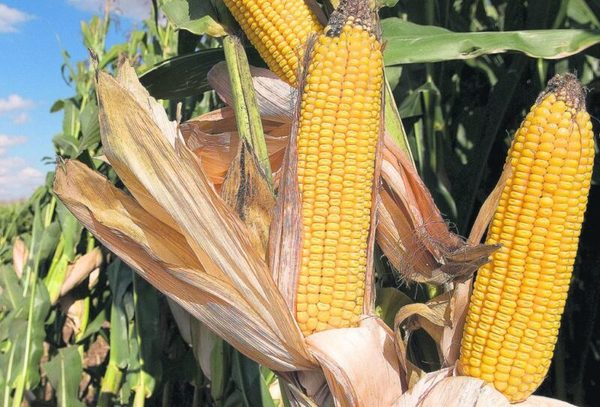 Informe del USDA con sorpresas para el maíz y la soja