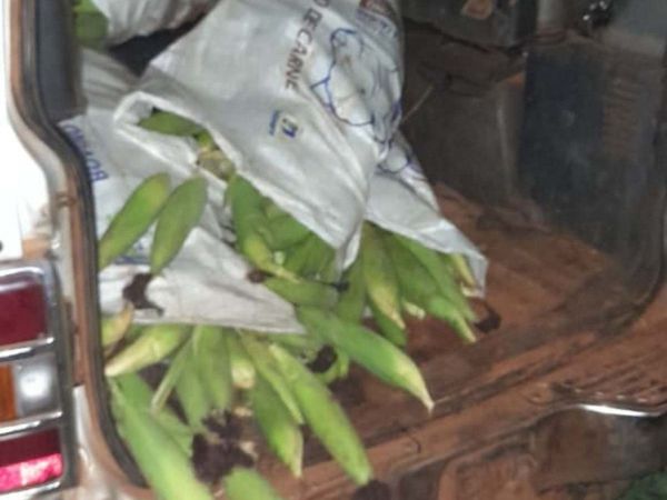 Cae banda de ladrones de choclo de kokue ajeno