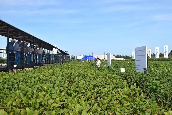 Syngenta propone la aplicación oportuna y el portafolio completo de fungicidas