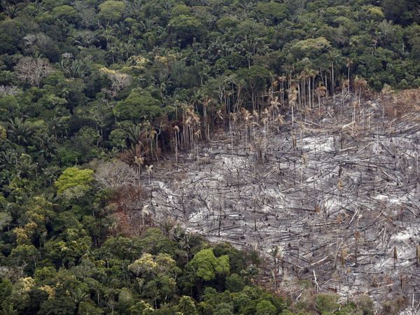 En 13 años se deforestaron un área equivalente a California