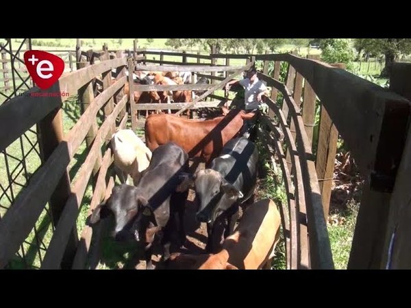 SENACSA iniciará el primer periodo de vacunación contra Fiebre Aftosa y Brucelosis Bovina del año