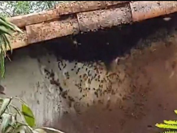 Ataque de abejas mató a perros y gallinas